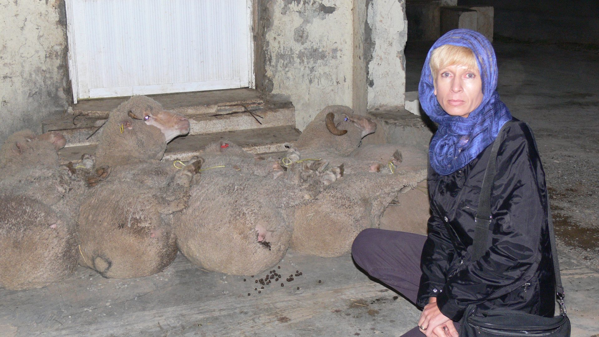 Lyn White kneels down in front of a slaughterhouse door where four Australian sheep lay tied up waiting to be taken inside.