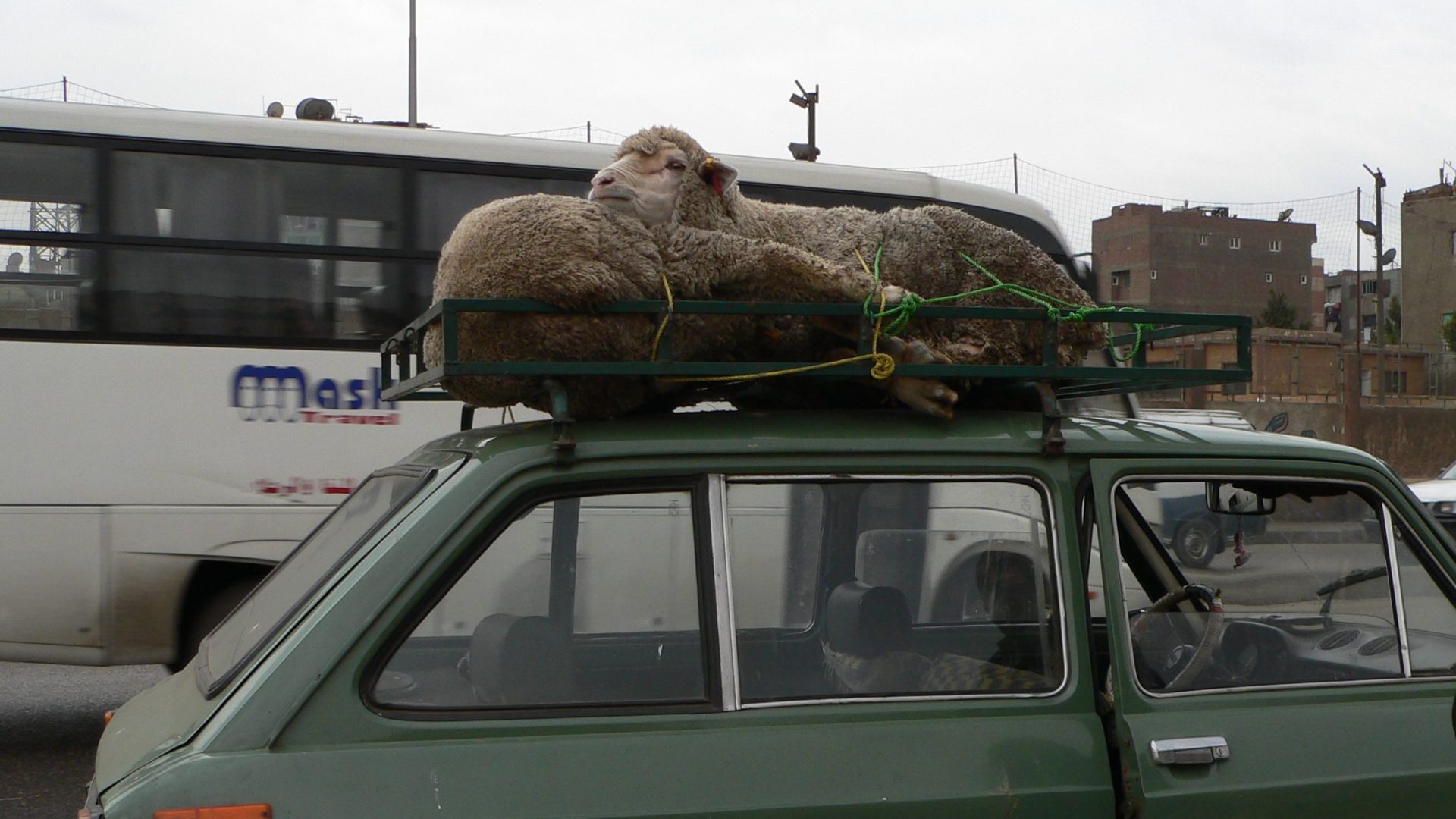 Two sheep tied to roof racks on top of a car in Egypt.