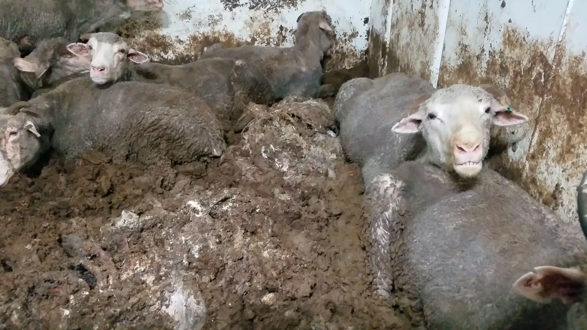 Five sheep lying in a pen on a live export ship covered in melted faeces. Piles of faeces also cover the floor, some sheep are buried up to their wastes in the mess.