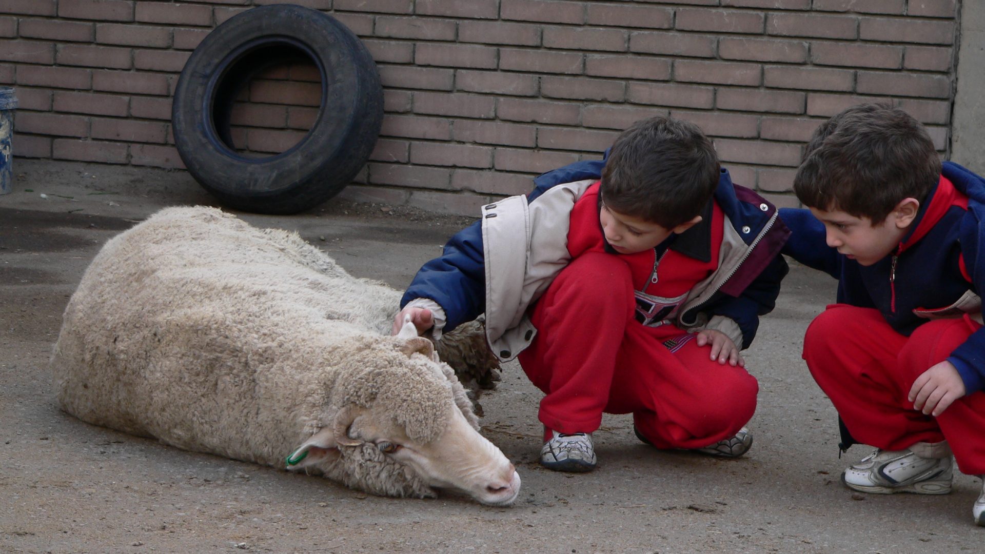 Two young boys in red track suits kneel down to gently pat an Australian sheep who is lying tied up on the pavement.