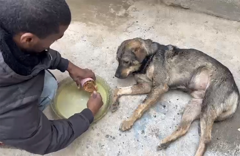 A hungry looking brown and black dog lays on concrete as a Gazan man crouches down emptying a can of dog food into a plate in front of the dog