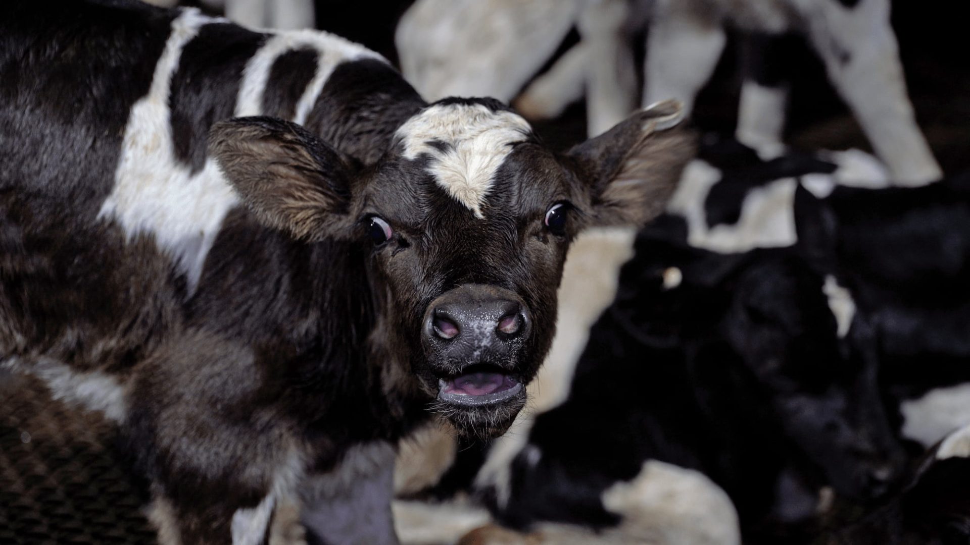 A young calf with their mouth open, the white of their eyes is visible (a sign of distress).