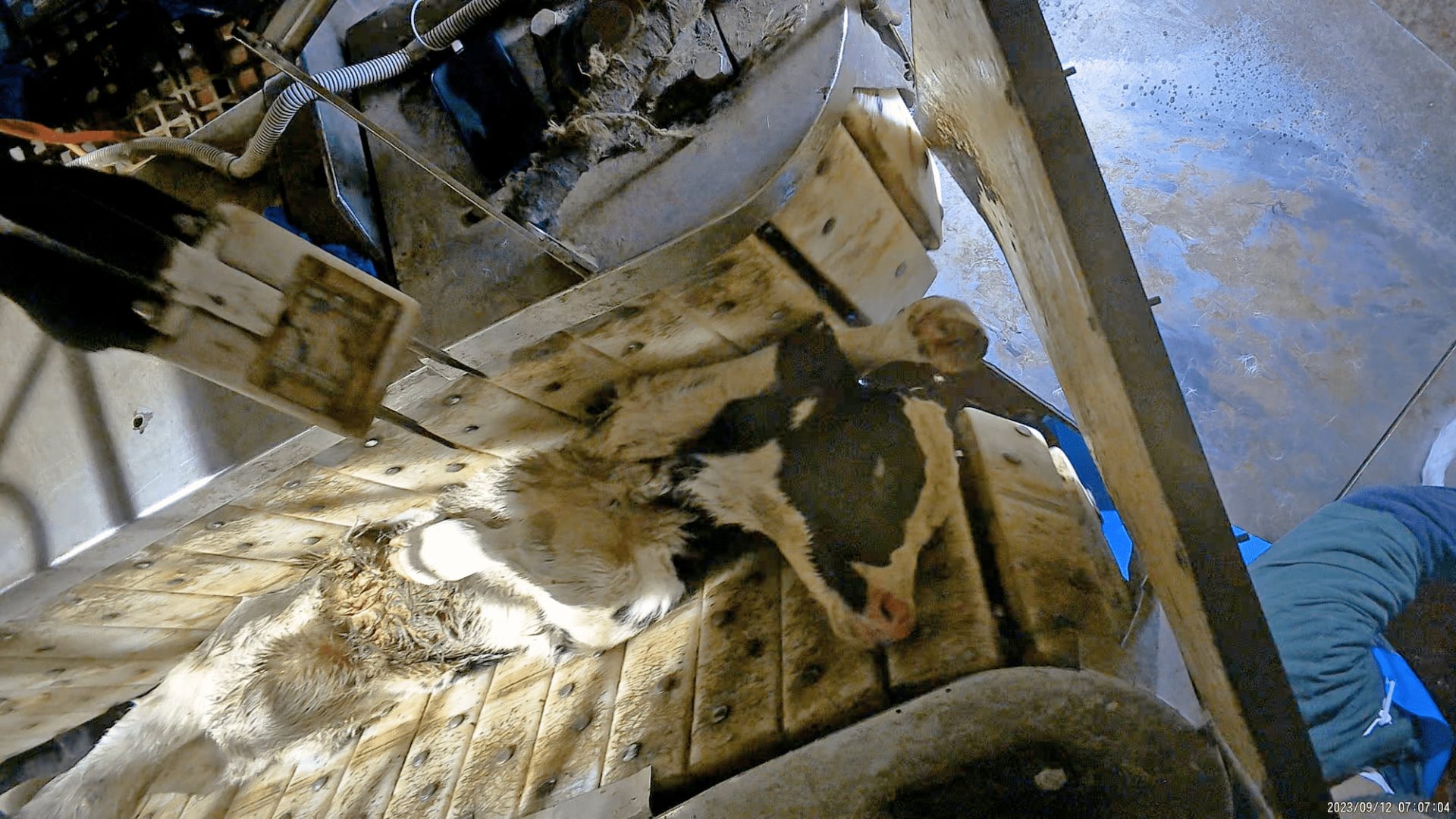 A terrified calf, with the white of their eye visible, stretched out in the machinery of a slaughterhouse.