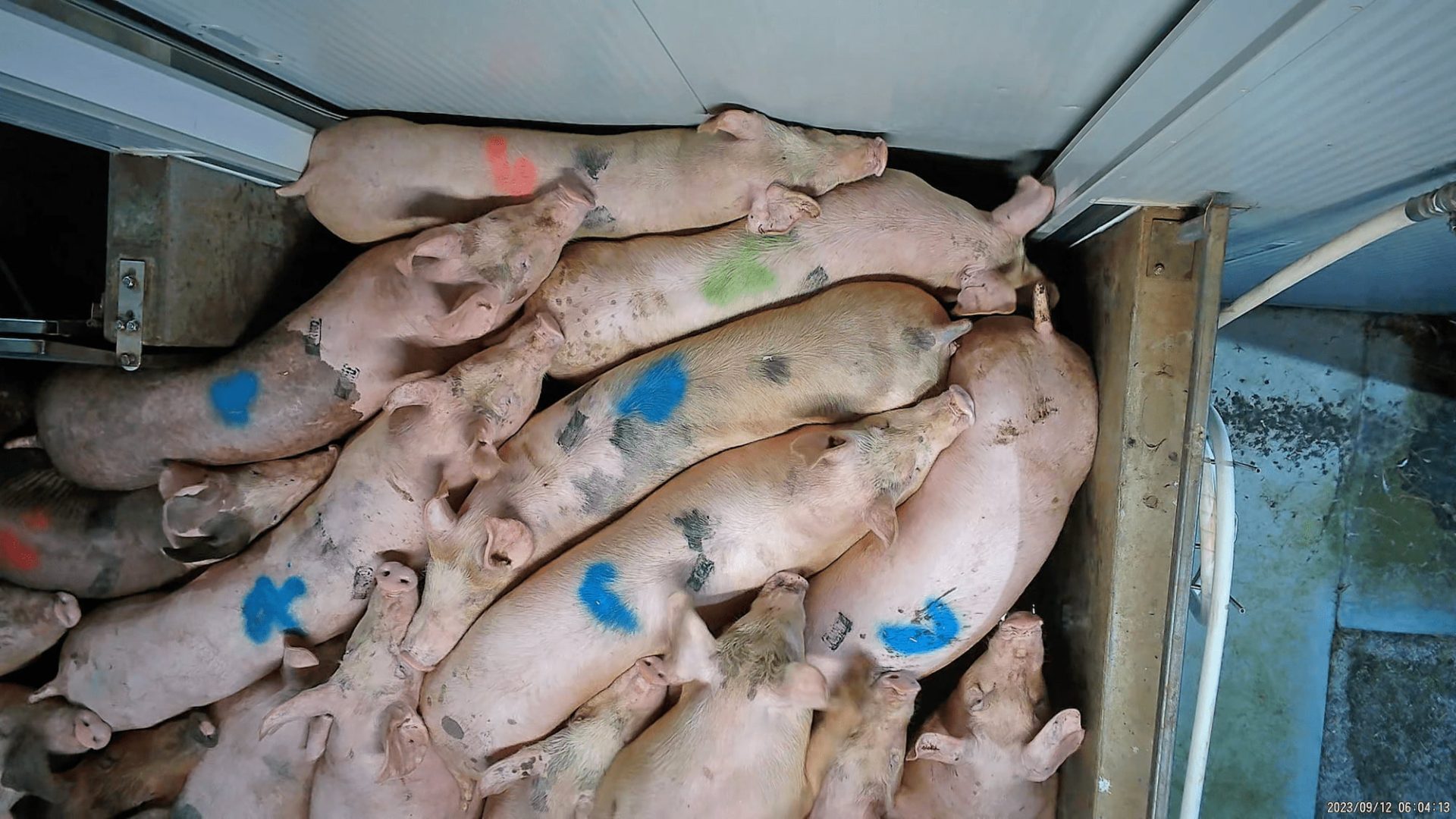 Pigs tightly crammed into a slaughterhouse pen with spraypaint markings on their backs.