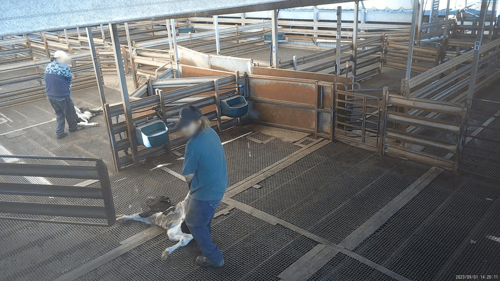 Calves being dragged by their hind legs across the hard floor of a slaughterhouse.