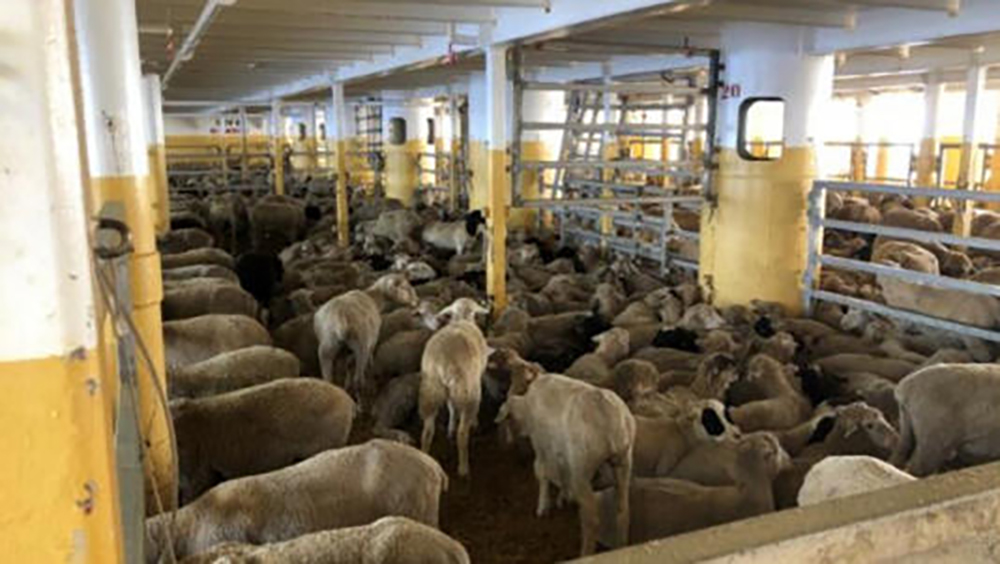 Many sheep can be seen standing and laying down in a pen on a live export ship.