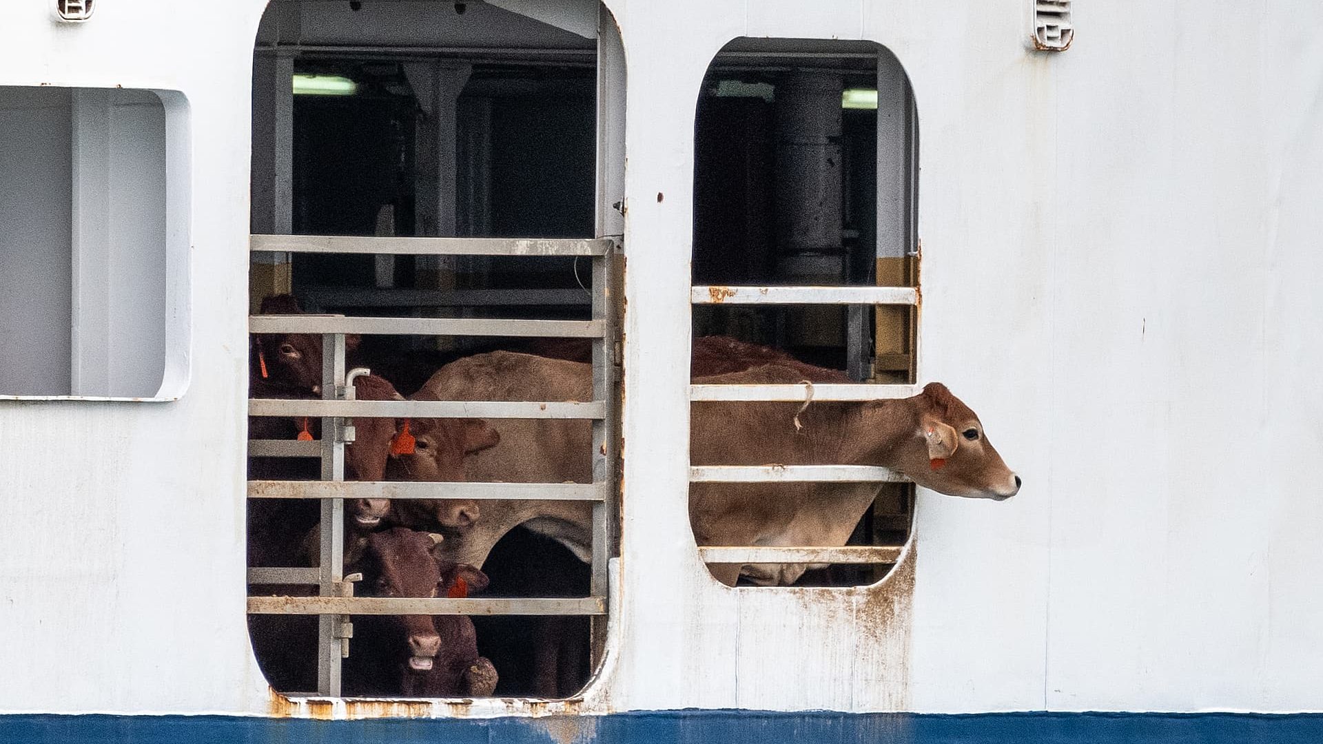 Een Australische koe heeft haar kop door de tralies van een hok gestoken op het levende exportschip MV Bahijah
