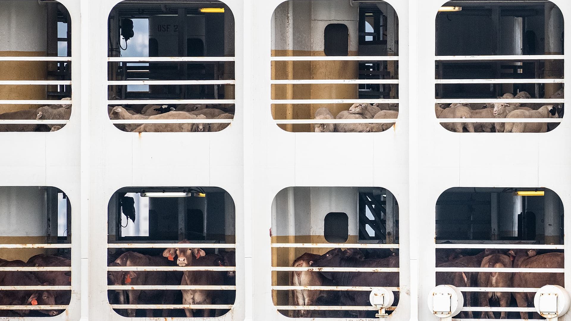 Side view of a live export ship with white railing. Two decks are visible on the uper deck sheep are seen beyond the bars on the lower deck brown cattle.