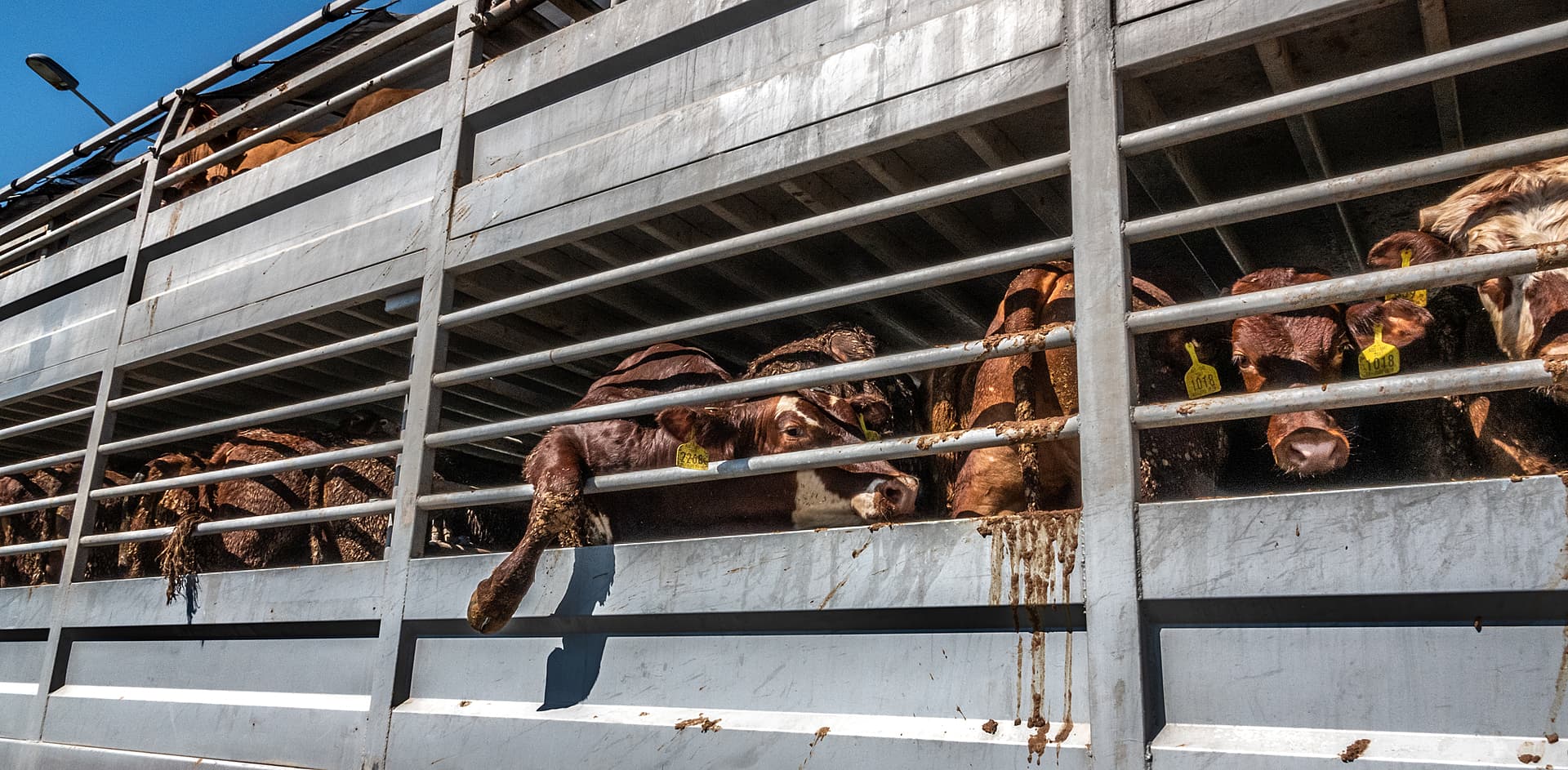 Brown cattle can be seen through the bars of a transport truck. They are covered in faeces and one animal's leg is sticking through the bars.