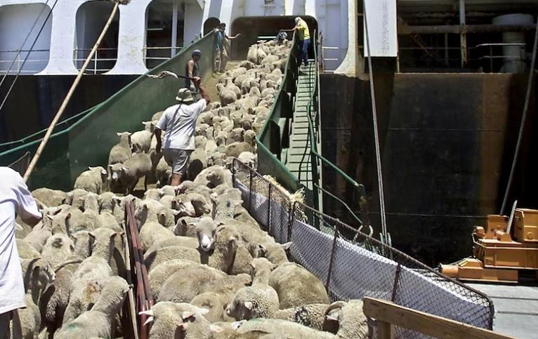 Sheep crammed together being loaded onto a live export ship.