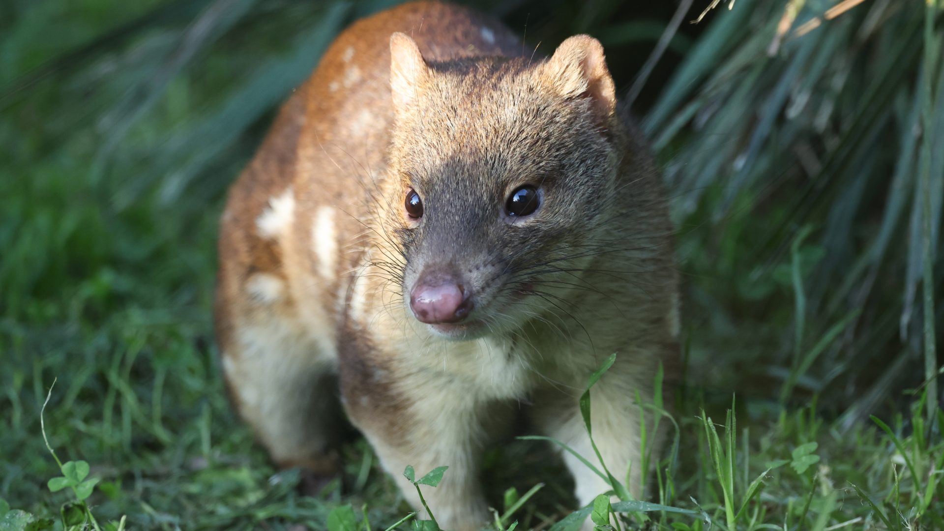 A small cute animal that looks a bit like a small wombat is standing on lush grass and clovers. It has small ears, beautiful shiny eyes, and is brown with white spots