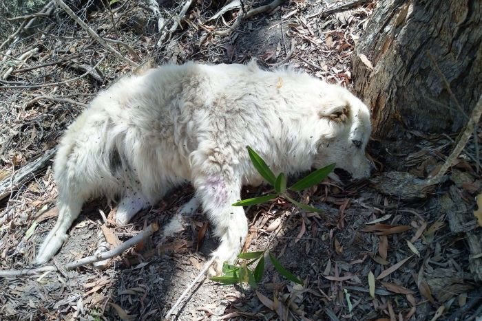 A large white fluffy dog is laying deceased on the bush ground surrounded by leaves and sticks.