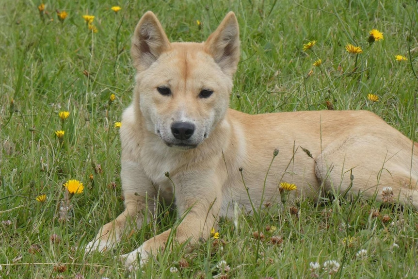 A beige and beautiful dingo is looking at the camera, while laying on green grass, surrounded by beautiful yellow dandelions.