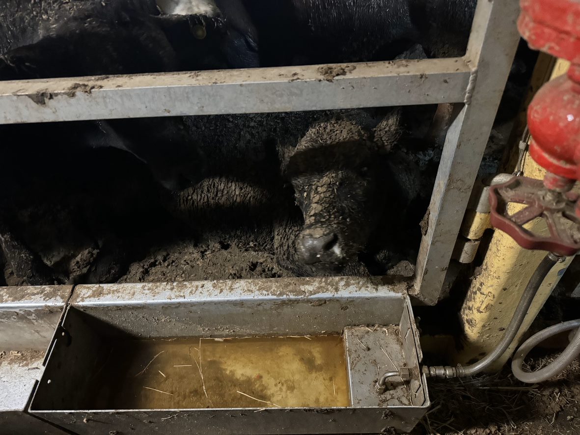 A cow sitting on the filthy faeces-laden floor of a live export ship, beside an extremely dirty water tray.