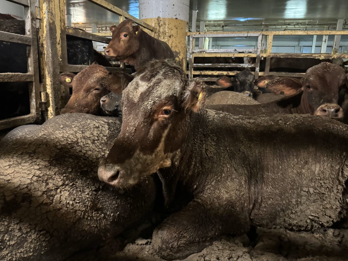 Cattle forced to lay in their own excrement, they have red eyes, and no way to escape the filthy floor.