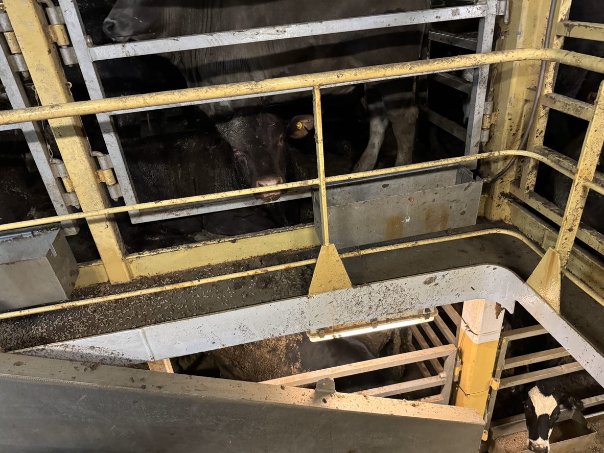 Cattle visible on different levels of a live export ship, the bars of the ship pens and the filthy conditions are visible.