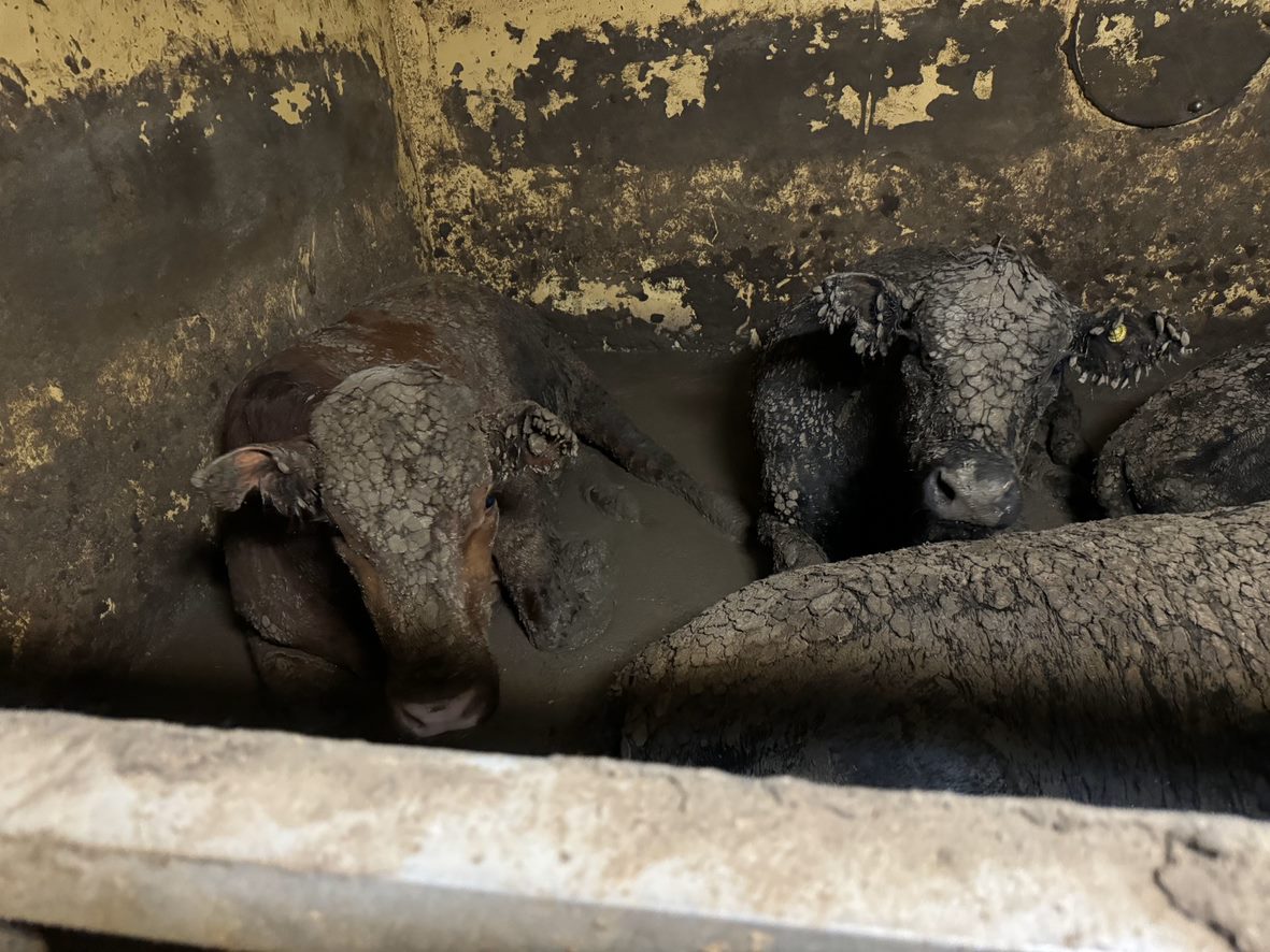 Two cattle lay on the wet, excrement laden floor of a live export ship pen, their heads and bodies are covered in faeces.