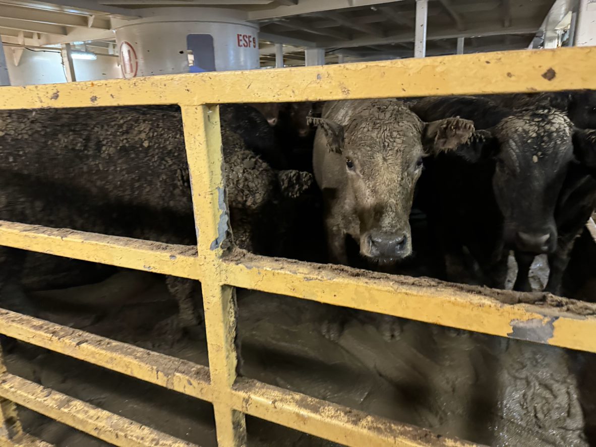 Cows looking through the bars of a live export ship pen, the floor is covered in excrement as are the cows who have to stand and sit in the filth.