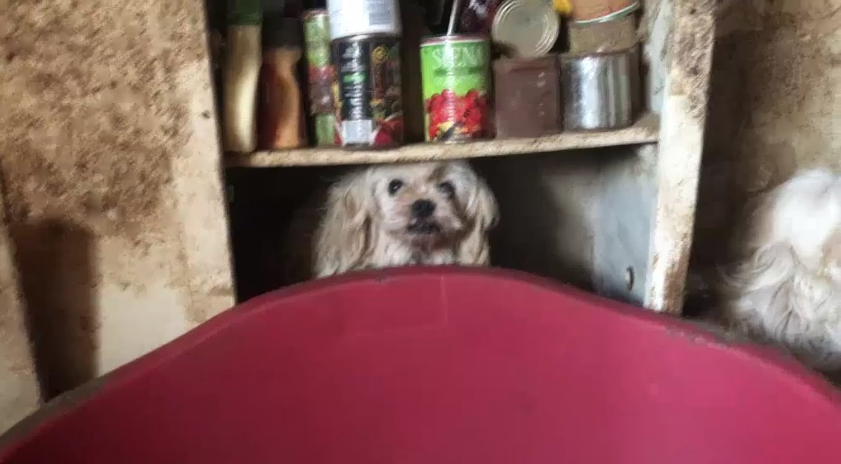 A small white dog stares straight at the camera as she hides in a shelf, surrounded by other white dogs, dirty walls and old aluminum tins.