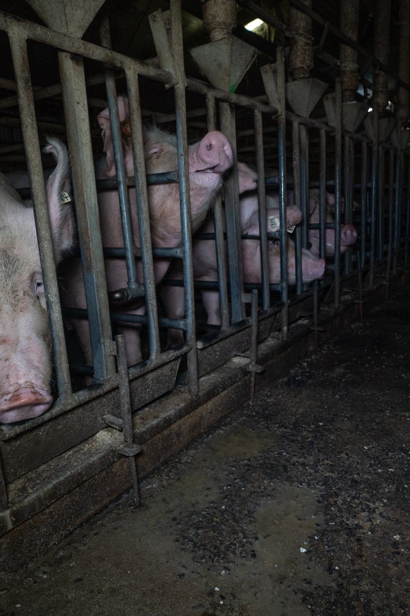 Rows of mother pigs peer out from behind the bars of in rusted metal crates. In front is a hard and dirty concrete floor