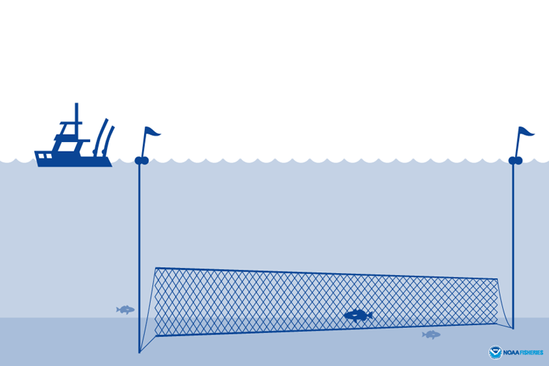 A graphic showing a commercial fishing vessel and a huge gillnet stretched across the bottom of the sea.