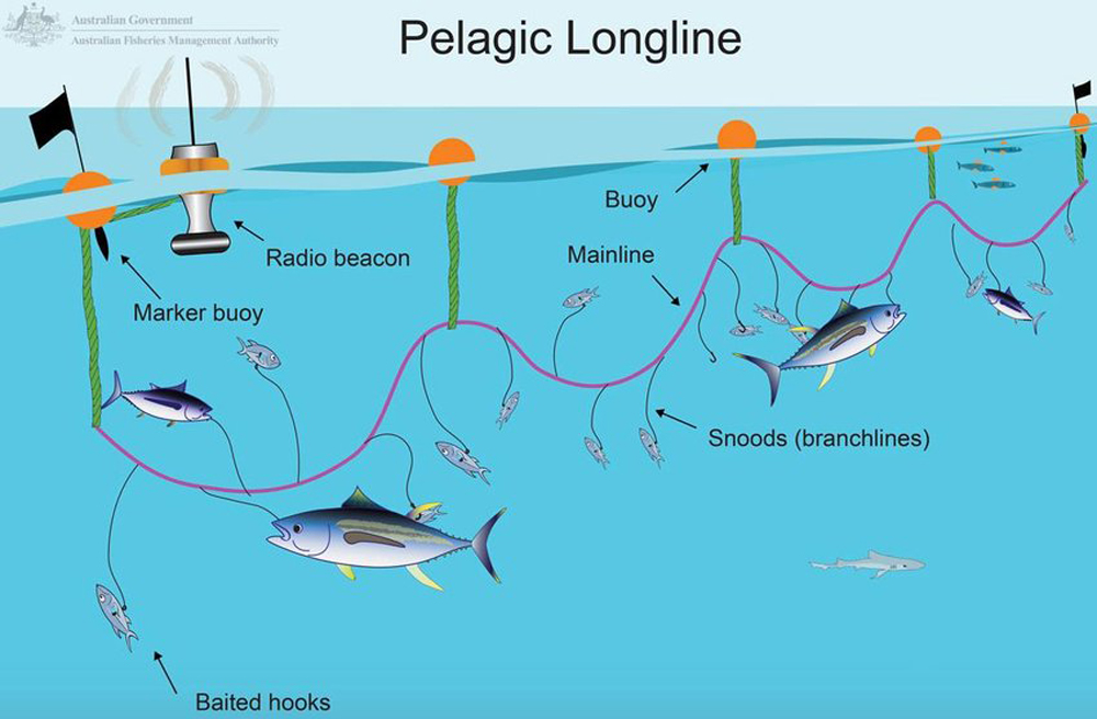 A graphic of an industrial longline showing many hooks attached to a long line underwater.