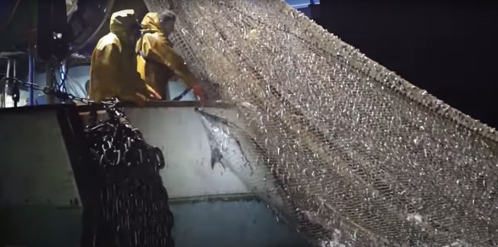 A still from Sea Shepherd Global's dolphin bycatch campaign showing a dolphin being pulled into a fishing boat in a fishing net (video 'On the Front Line of France’s Dolphin Massacre')