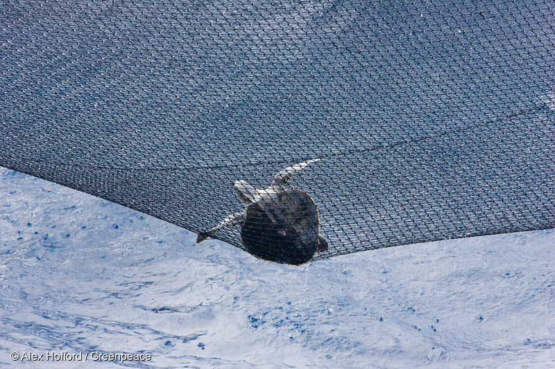 A Loggerhead turtle caught in a net of Ecuadorean purse seiner ‘Cabo Marzo’.