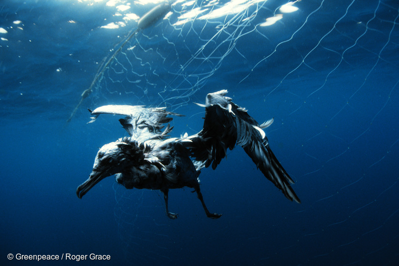 A Sooty shearwater drowned in driftnet, north Pacific.