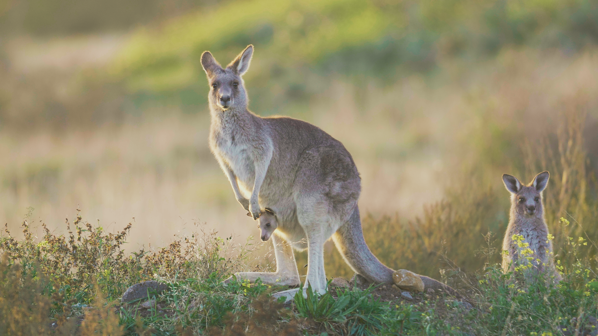 A mother kangaroo and her joeys, one at-foot and the other with their head sticking out of her pouch in Epping, Victoria.