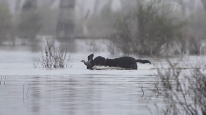 A live duck flaps their wings, in the jaw of a dog used for hunting.