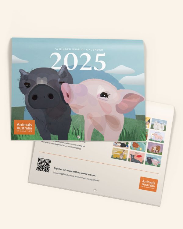 A 2025 Animals Australia calendar with an illustration of two piglets rubbing noses on the cover