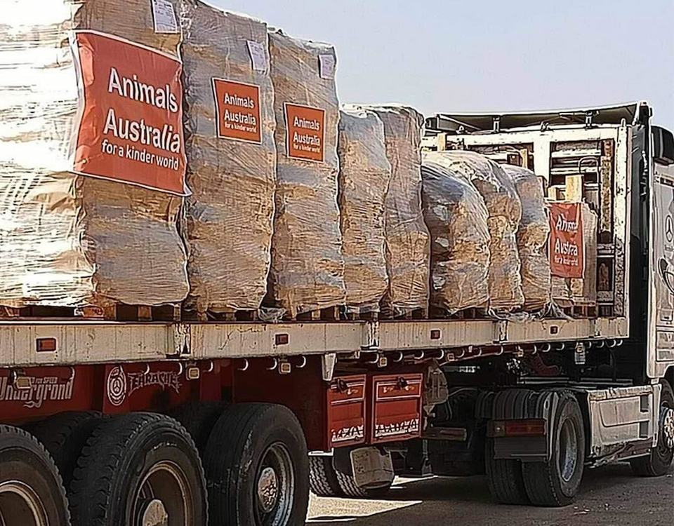 Large truck loaded with pallets of food with the Animals Australia logo printed on the side, Gaza