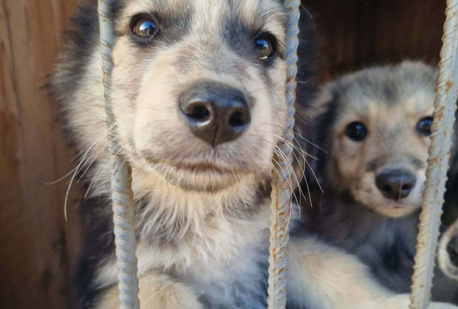 Two rescued puppies peer through their enclosure at Sirius shelter in Ukraine, one with their nose pressed between the bars.