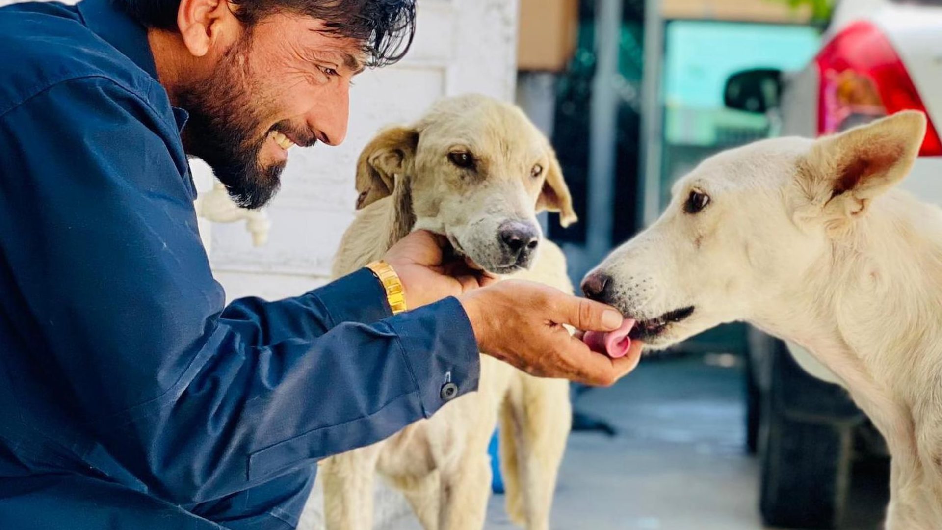 A vet from KSAR pats two tan-coloured dogs with each hand and looks at them affectionately.