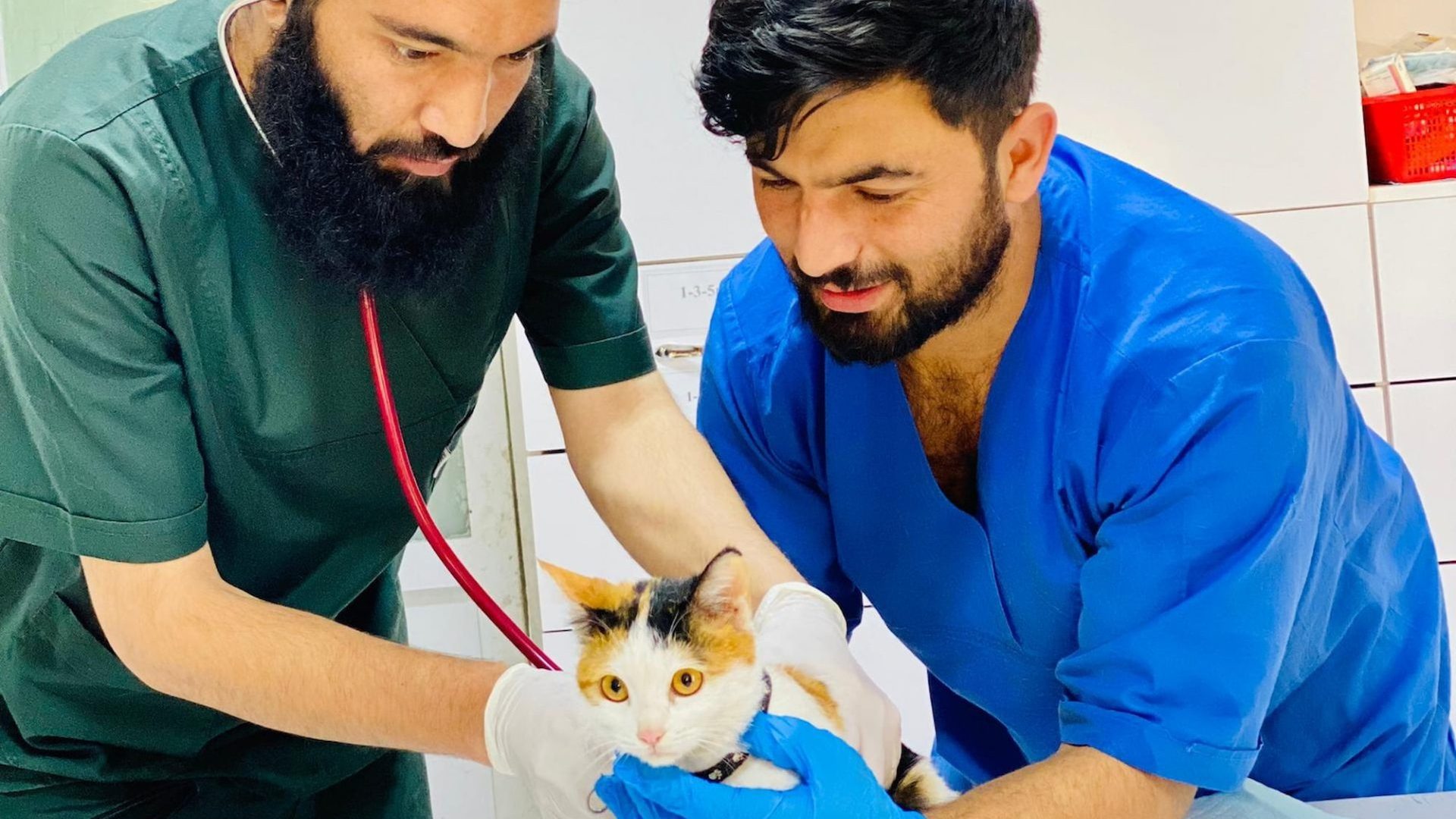 A vet from Kabul Small Animal Rescue hold a rescued tan and white coloured cat, while another vet listens with a stethoscope