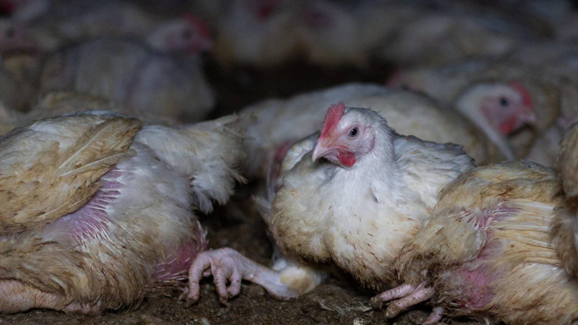 A broiler chick sitting on the floor of a factory farm, surrounded by other broiler chickens. Their body and legs are oversized.