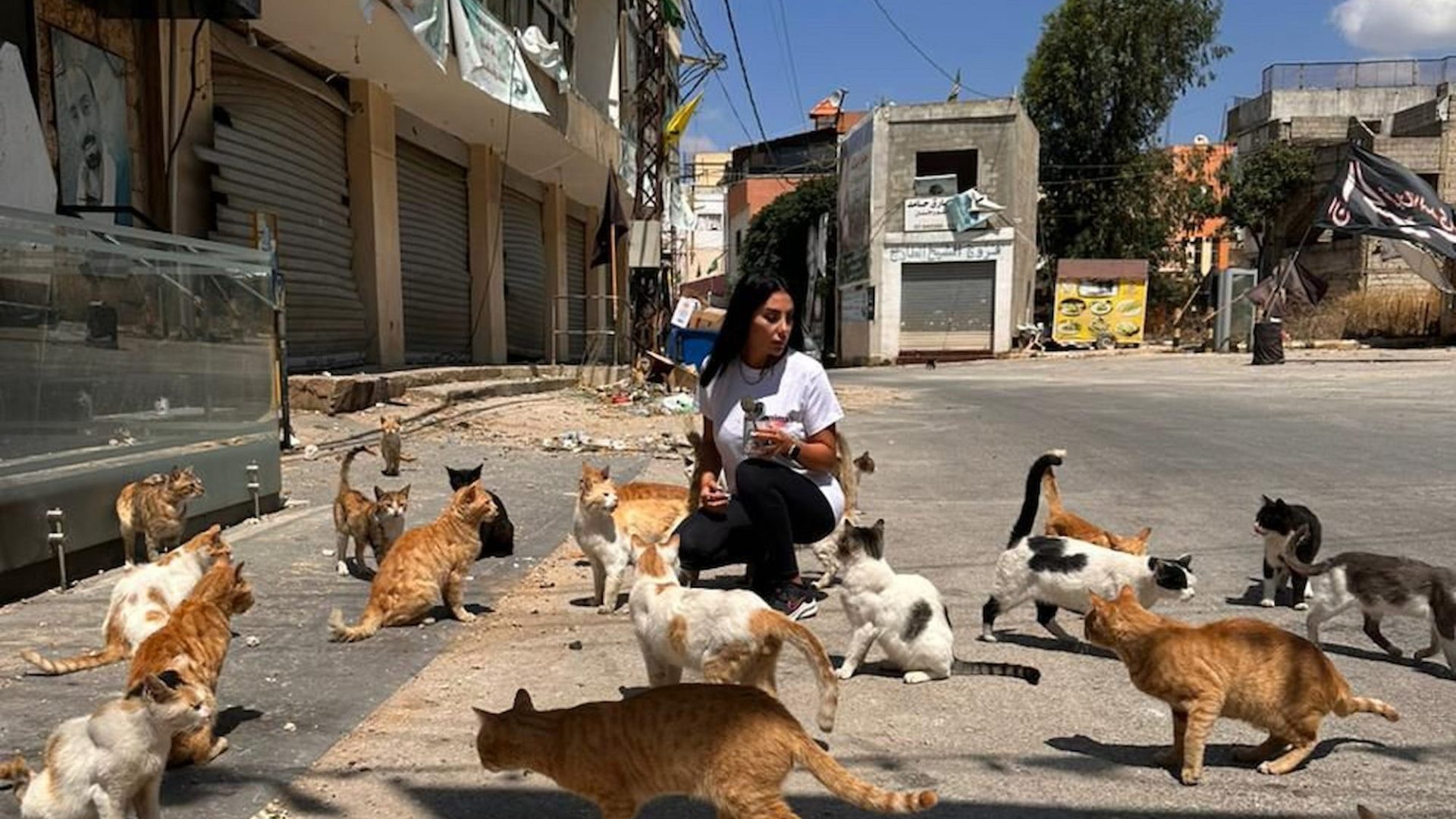 Hungry cats surround a woman who is crouched, feeding them in the street