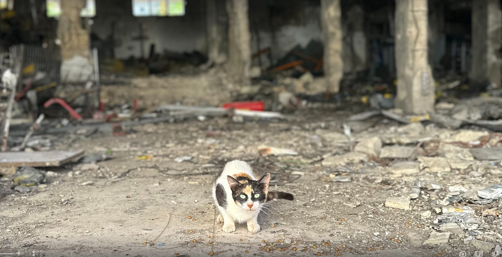 A scared and dirty cat crouches amidst rubble from a destroyed building