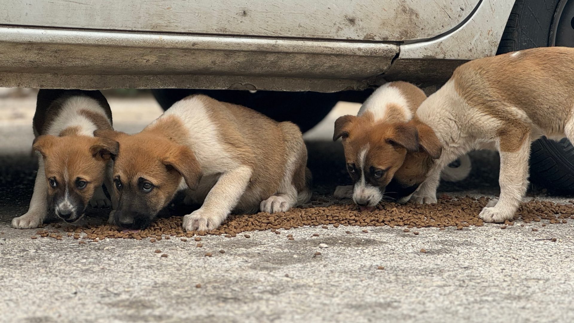 Scared, hungry puppies eat food off the street