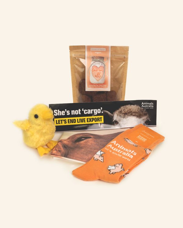 A group of products including a plush chick, live export bumper sticker, cow tea-towel, orange socks and a pack of chocolates.