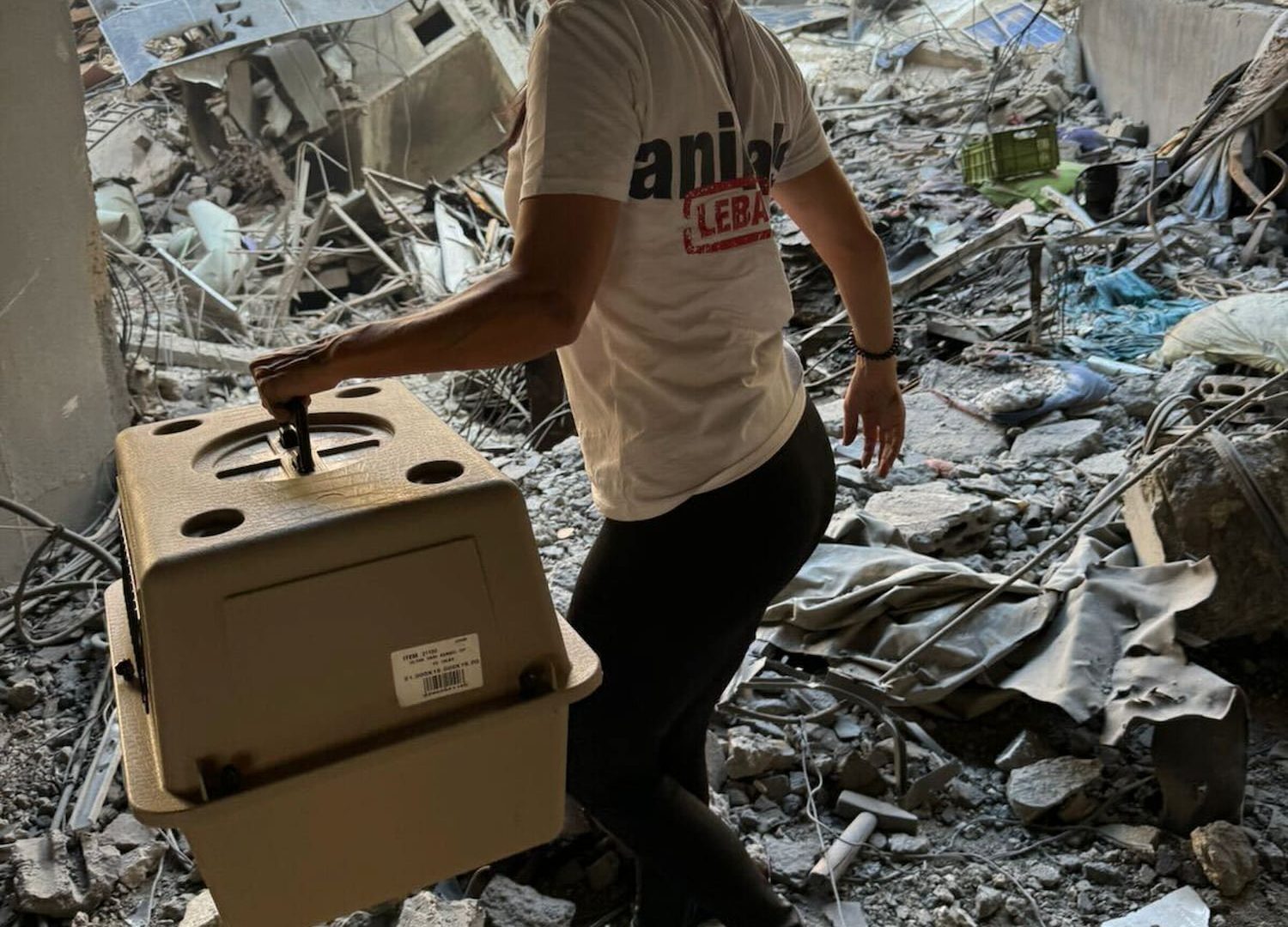 Rescuer from the Animals Lebanon team carrying a crate through the rubble of a bombed building