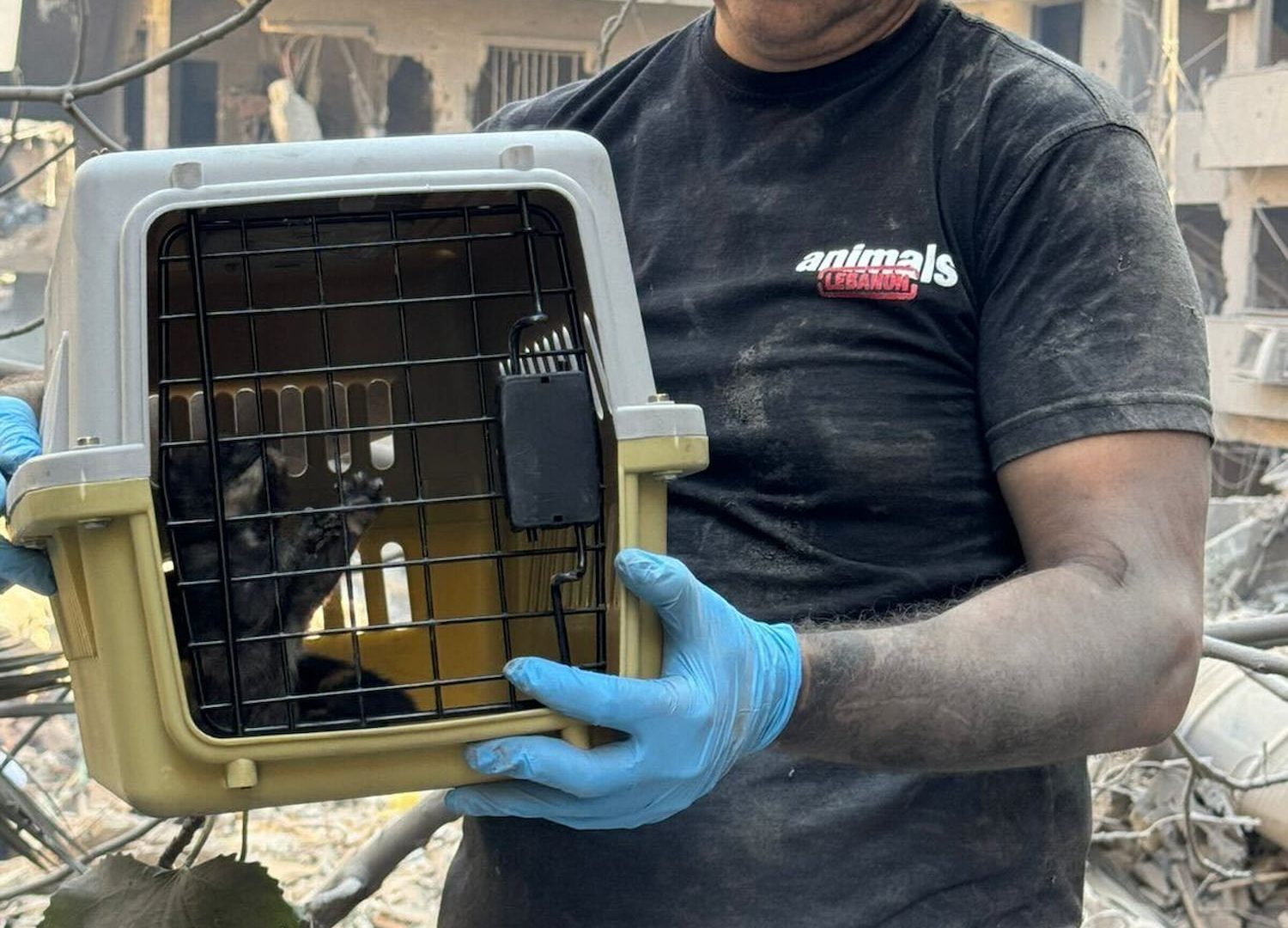 The Animals Lebanon team holding a crate with a rescued kitten inside, saved from rubble in the streets of Lebanon