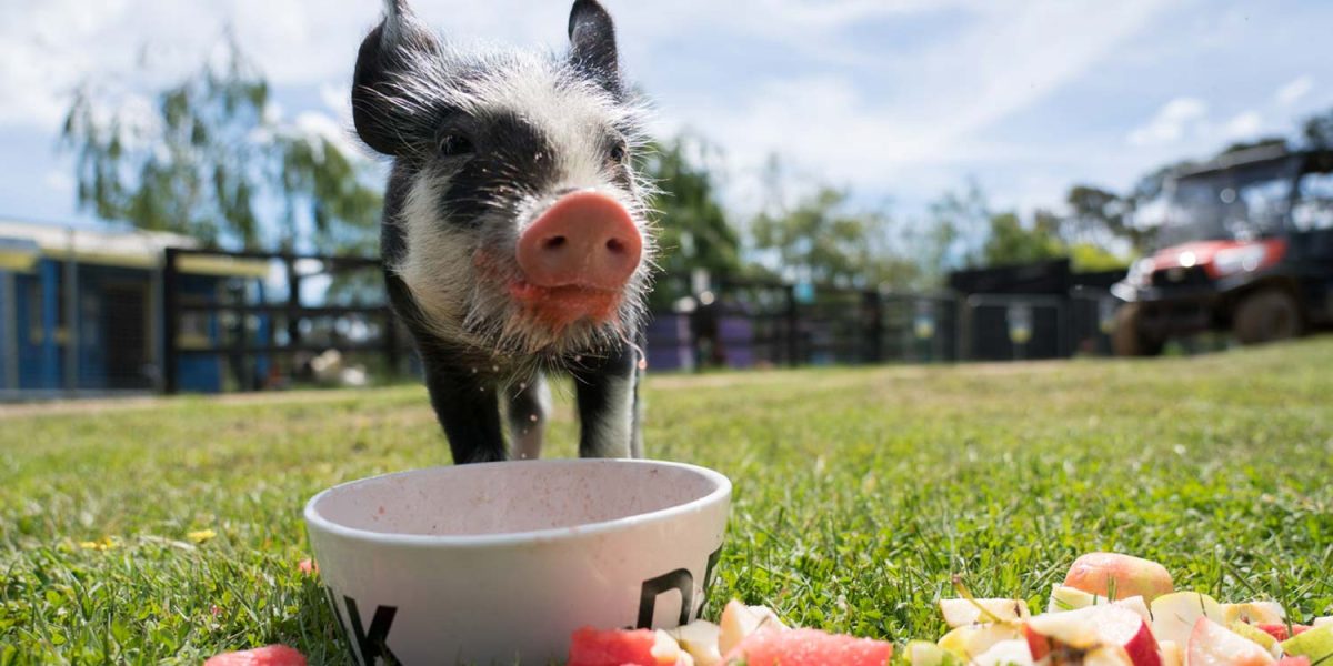 Calvin the rescued piglet enjoying a bowl of watermelon on the grass.