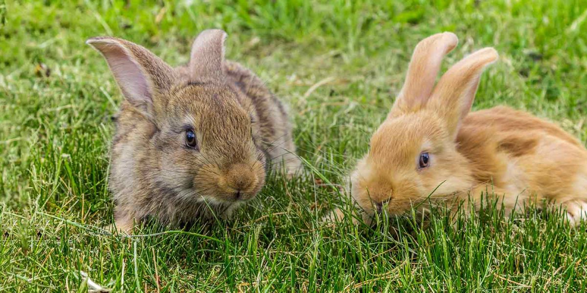 Two rabbits on the grass side by side, one is brown and the other, a light tan colour.