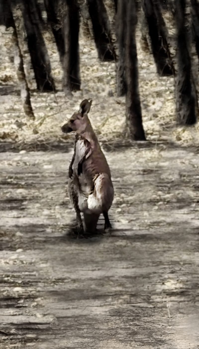 A lone kangaroo stands bewildered surrounded by charred bushland after the Gariwerd bushfires.