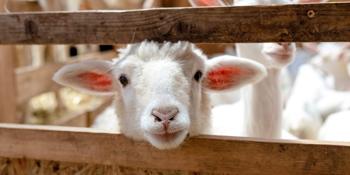 A curious sheep sticking their head through stable slats.