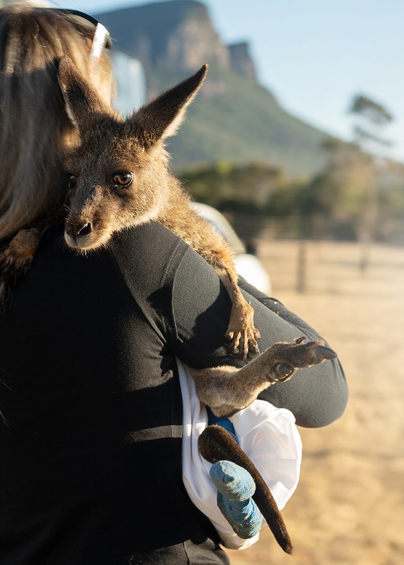 A rescuer holds a frightened joey whose legs are in bandages.