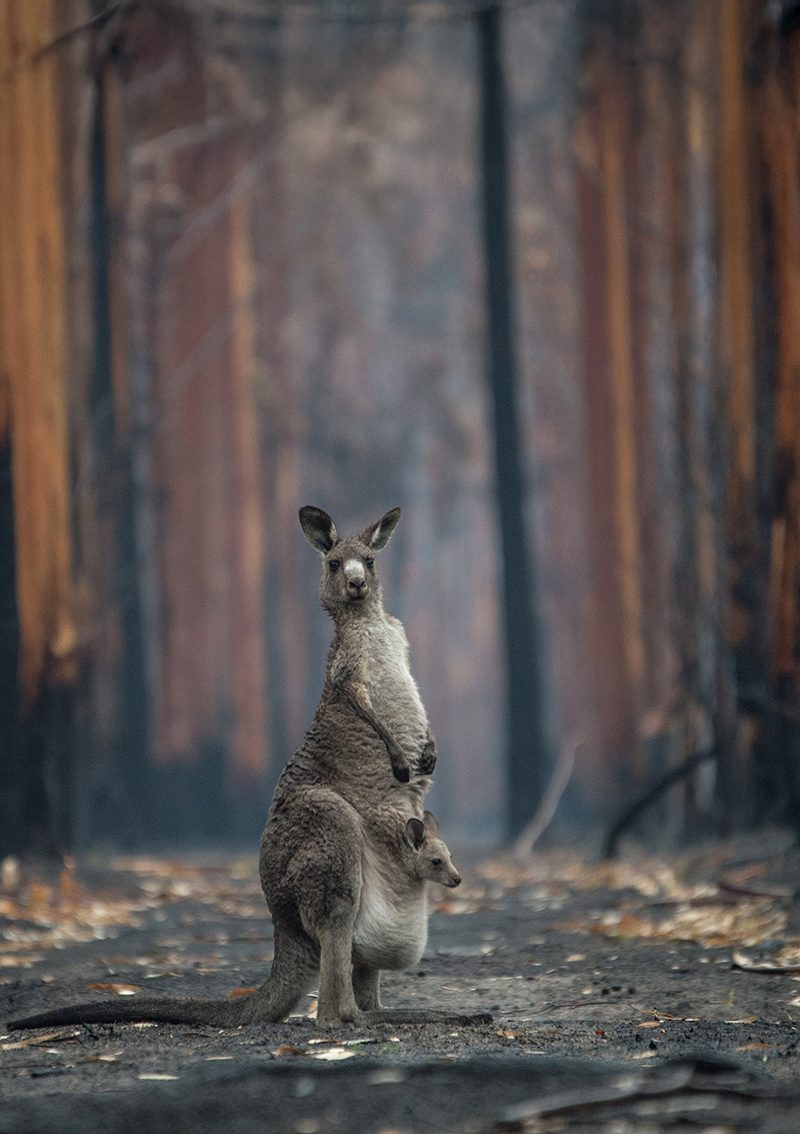 A kangaroo and her joey stand surrounded by towering trees which are charred by bushfires