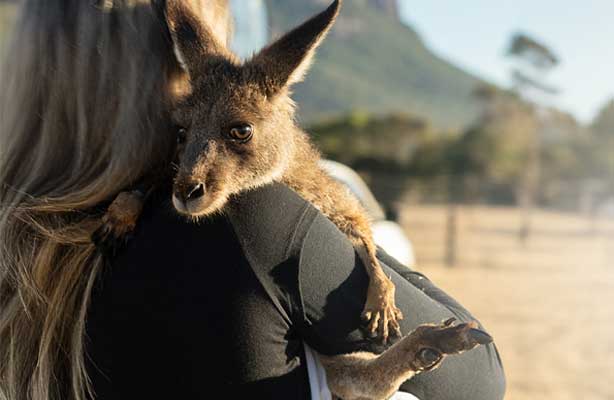 A rescued kangaroo joey in the arms of a carer.